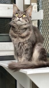 Pet Image
